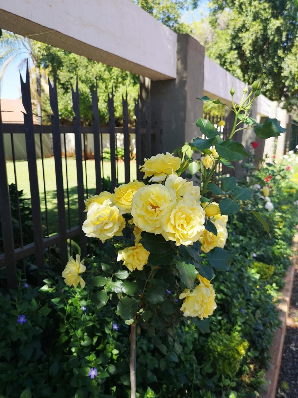 Aaa Rose Garden Guesthouse Mookgophong 外观 照片